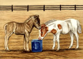 Miniature Horses